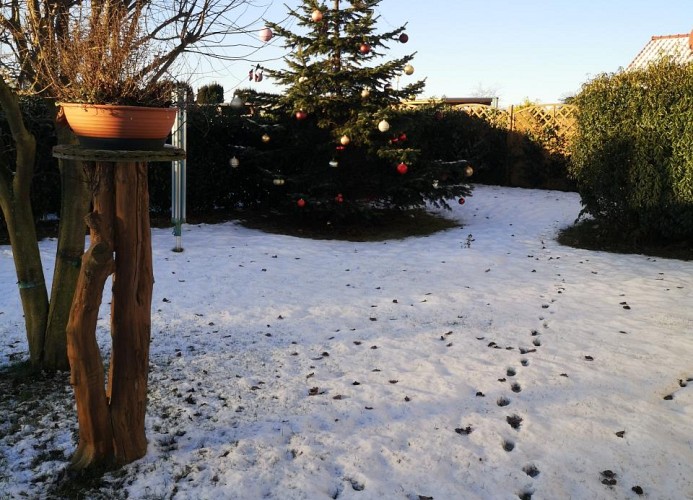 unsere Weihnachtsbaum jedes Jahr hübsch geschmückt